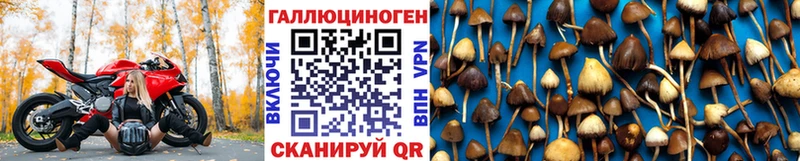 Псилоцибиновые грибы Cubensis  магазин    Новоульяновск 